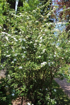 Rosa omeiensis 'Pteracantha' - růže omejská - kvetoucí habitus
